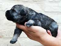 cane paratore puppies
